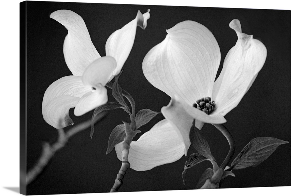 Up-close photograph of two flower blossoms.