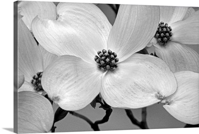 Dogwood Delicacy III B