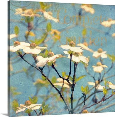 Dogwood I