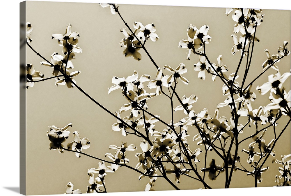 Large photograph centers on the budding branches of a tree against a bare background.