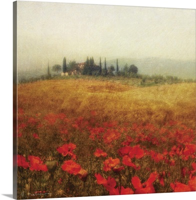 Tuscan Poppies