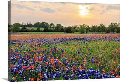 A Field Of Texas Wildflowers