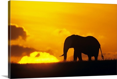 African elephant (Loxodonta africana) silhouetted at dawn, Kenya, Africa