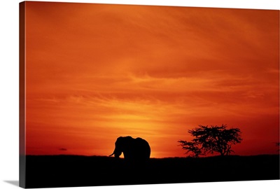 African elephant (Loxodonta africana) standing, at sunset, side view, Masai Mara, Kenya