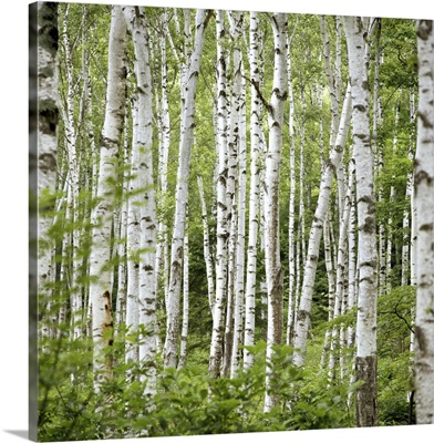 Birch trees (Betula sp.), summer