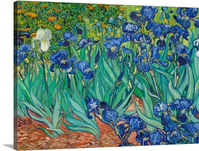 Irises By Vincent Van Gogh