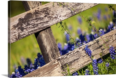 Texas Bluebonnets Around A Country Fence