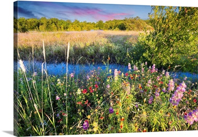 Texas Wildflowers At Sunrise