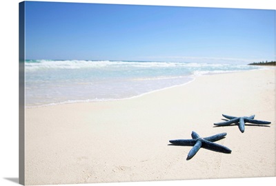 Two blue starfish at water's edge on tropical beach, Riviera Maya