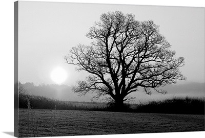 Meadow Tree