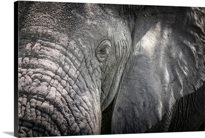 Africa, Tanzania, Tarangire National Park, An Elephant Close Up, Detail Of The Head