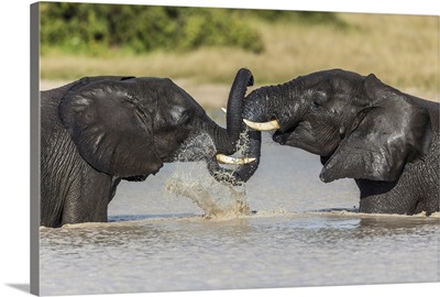 African Elephant (Loxodonta Africana), Savuti, Botswana, Africa