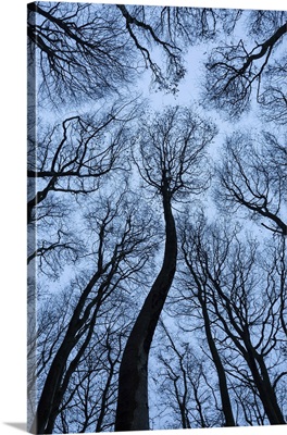 Beech Tree Canopy, Dorset, England