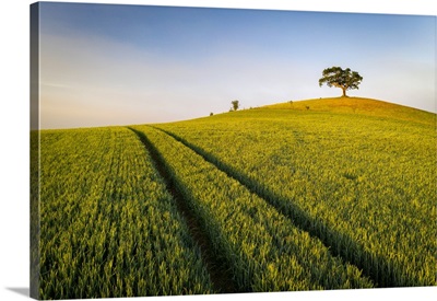 Crop Field And Lone Hill Top Tree, Devon, England