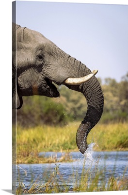 Elephant, Okavango Delta, Botswana