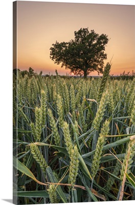 England, Bedfordshire, Countryside Near Haynes