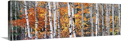 Birch Trees