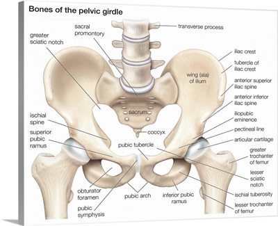 Bones of the pelvic girdle. skeletal system