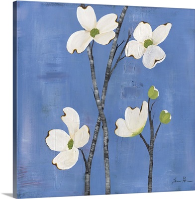 Dogwood on Azure