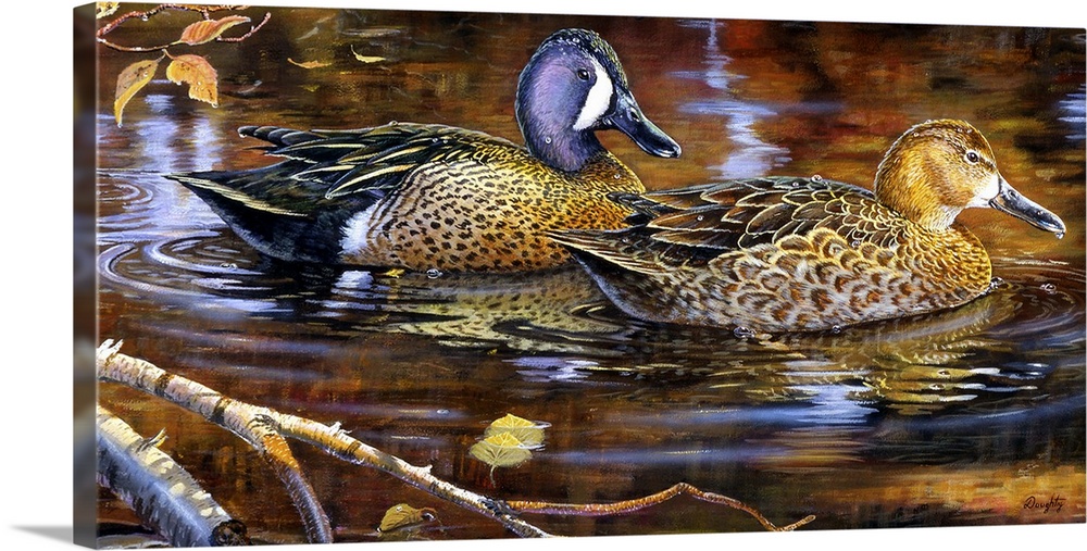 Backwater Blue-Winged Teal