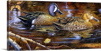 Backwater Blue-Winged Teal