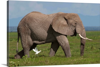 African Elephant, Amboseli National Park, Kenya