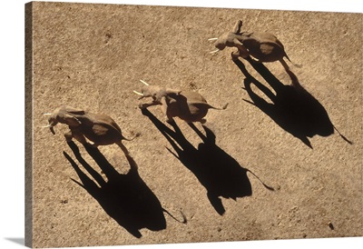 African Elephant (Loxodonta africana) trio aerial with shadows, Africa