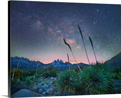 Agave At Night, Organ Mountains-Desert Peaks NM, New Mexico