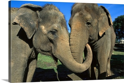 Asian Elephant (Elephas maximus) pair with entwined trunks