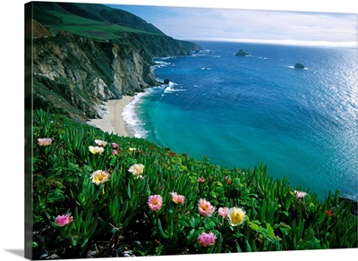 Ice Plant (Carpobrotus edulis), Big Sur coast near Bixby Creek, California