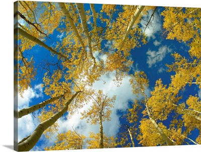 Looking up at blue sky through a canopy of fall colored Aspen trees Colorado