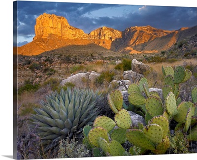 Opuntia cactus and Agave near El Capitan, Chihuahuan Desert, Texas