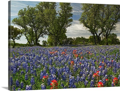 Sand Bluebonnets and Indian Paintbrush in bloom Hill Country Texas