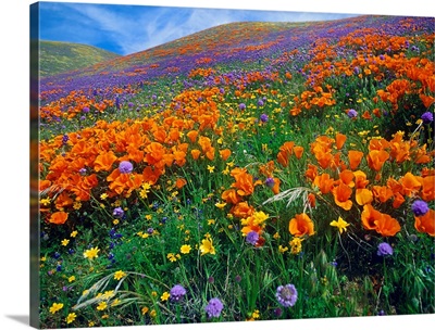 Wildflowers growing on hillside, spring, Antelope Valley, California