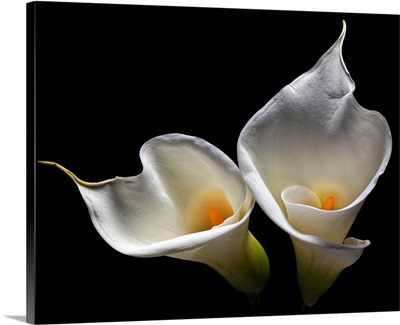 Calla Lily II