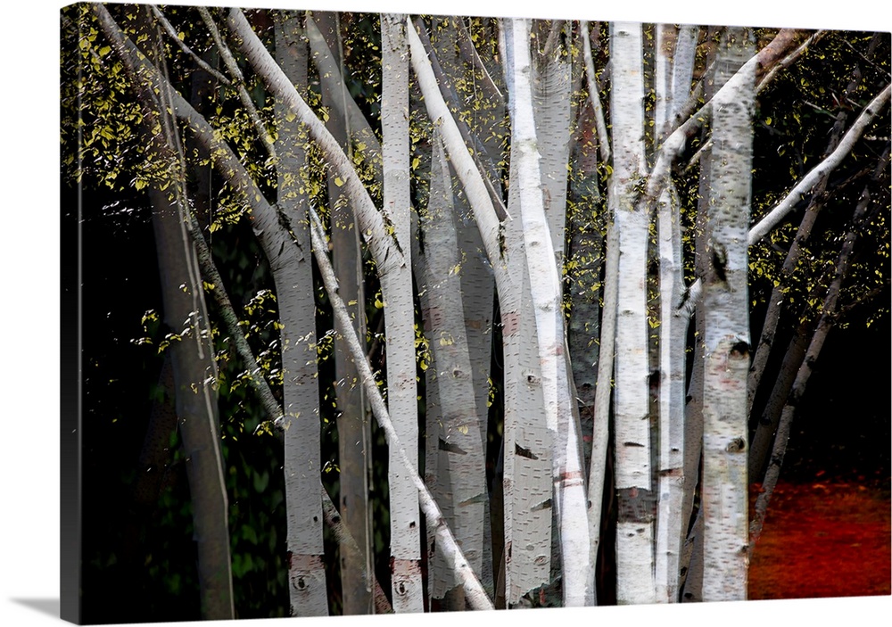 Multiple exposure photograph of a cluster of Birch trees with yellow leaves.