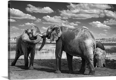 Elephant Bulls Test Their Strength