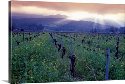 Napa Vines