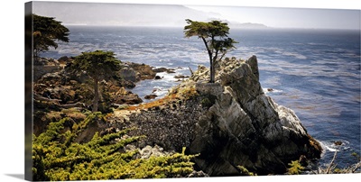 Point Lobos, Carmel