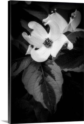 White Dogwoods