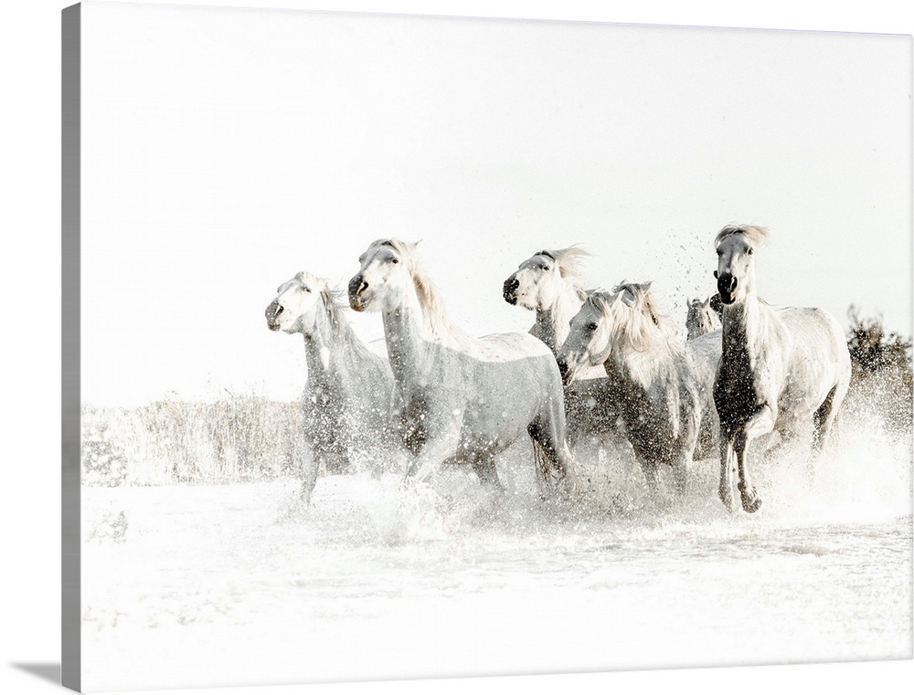 Action photograph of white horses running through water with a blown out white background.