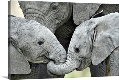 African elephant calves (Loxodonta africana) holding trunks, Tanzania