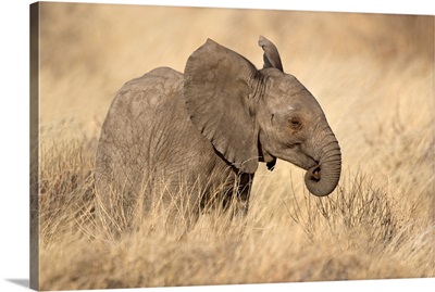 African Elephant On Grassy Field, Kenya