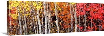 Aspen and Black Hawthorn trees in a forest, Grand Teton National Park, Wyoming