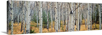 Aspen trees in a forest, Alberta, Canada