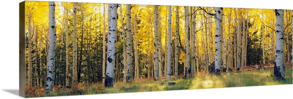 Panoramic photograph of the sun peeking through Aspen trees and onto the grass that is within a section of Coconino Nation...