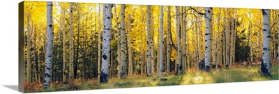 Aspen trees in a forest, Coconino National Forest, Arizona