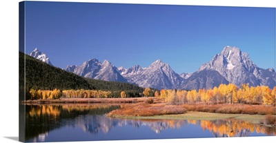 Aspen Trees Oxbow Bend Grand Teton National Park WY