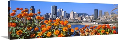 Blooming flowers with city skyline in the background, Montreal, Quebec, Canada 2010