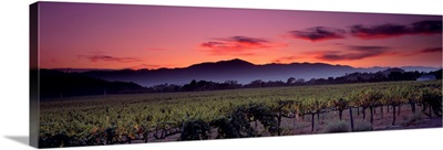 California, Napa Valley, vineyard